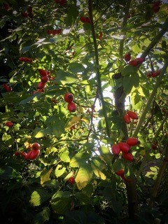 Rosehips in autumn light